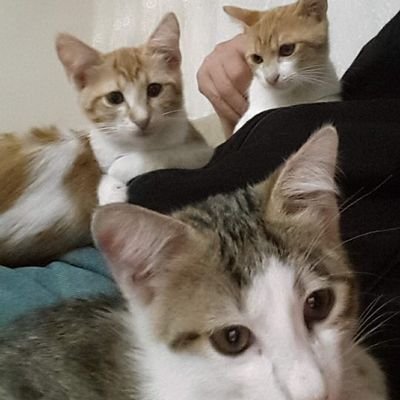 ahtapot6136's profile picture. 