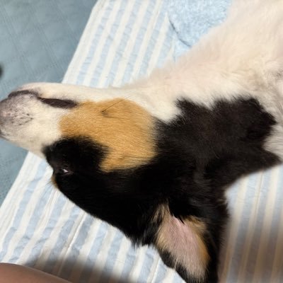 2017年3月4日から8年目。陰陽師とか色々やってます。神沢学園の副会長してます。リラックマとあひるのペックルが好きです