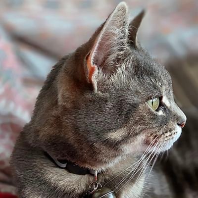 #Ambassacats for #Derby🏴 #Hedgewatch'ers, #Hedgehog'ers sharing advenpurrs with you all.
#Jess #OTRB🌈 02.12.19.
#Fudge #OTRB🌈 26.05.23