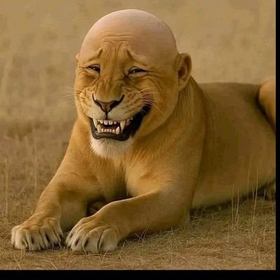 Mjt2004m's profile picture. Meme+crypto