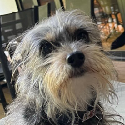 Little Sprout 🌱 & Every Other Dog, Music, Nature & etc ⚡️Grateful Dead⚡️ Zappa⚡️🐠Phish⚡️ Bluegrass & 🧀SCI4ALL🧀