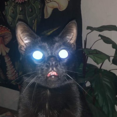 loki13373's profile picture. 