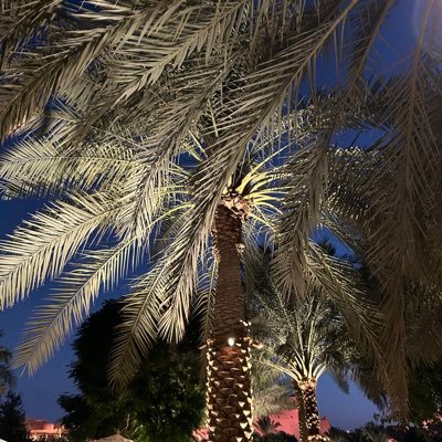 Mayalmadad's profile picture. •Future Pharmacist | PNU ⚕️📚