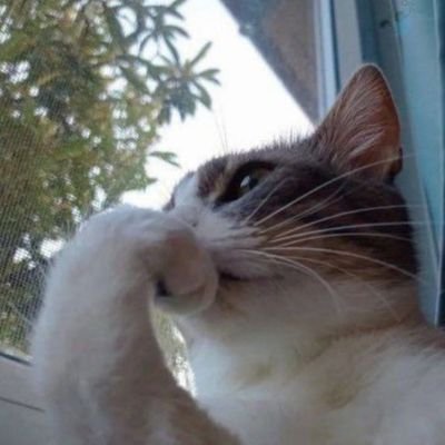 Anallira21's profile picture. 🤍🐾