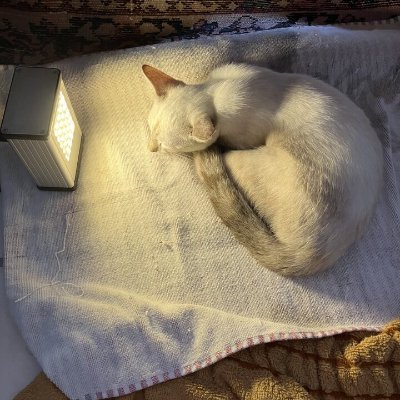 LymeHealed's profile picture. Biophoton Frequency light emitter. Strongest device on the planet to rid people and pets of multiple diseases. RENTAL NOW AVAILABLE!