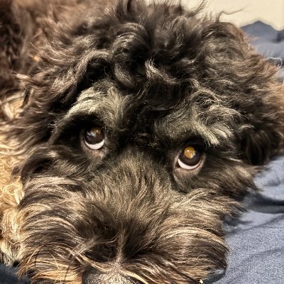 OscxrAU's profile picture. Hi