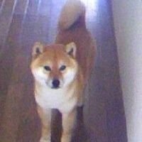 こんにちは。
柴犬を飼ってます。
皆さんの可愛い犬を見せてください😊
勝手にフォローしますけどヨロシクお願いします(☆▽☆)
ポストには、なるたけコメントを返します
DMには対応しません。通知音は全てoffにしてます。