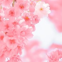 keiko ohashi (@mint3ari33549) 's Twitter Profile Photo