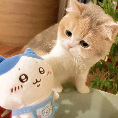 I like traveling, innovative cuisine, investing in new currencies, and Japanese food. I want to practice Japanese and travel to Japan.