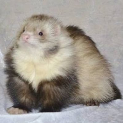 18. it is not 🕰️ ing to you that i'm 🧍♂️ on Big Fluffy Ferret 🚗 🪑🧑😴🪭