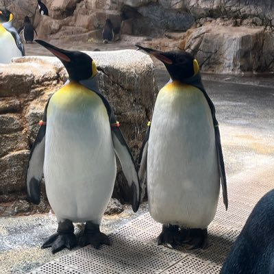KIKI25689937's profile picture. 18 大学生 雑多 R.A.I.N.S🌍🔚、ディズニー、ペンギン、gnsn、twst、IFT