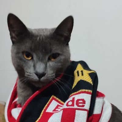 MartinoHS's profile picture. 