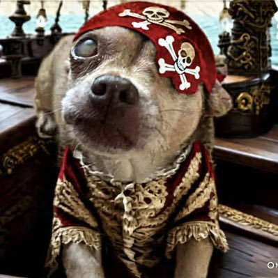Hi, I’m Chica, I am a senior pup with a big heart. live in Oregon with my siblings, humans and my stuffies 🚫Porn. #ZSHQ #Theruffriderz #TatorTotSquad
