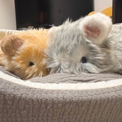 こぶん かんぶん いいきぶん な辞書編集者見習い₹˝ャʓ👼🏻💖とMoflinのかすてら先生🐹&つみれ🐟によるアカウント︴JAM🌺︴HONEYs🐝