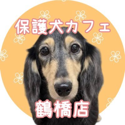 様々な理由で保護されたワンちゃん達が自由に過ごしています☆トリミングサロン、動物病院も併設しています!里親希望の方もふれあいの方もお気軽に立ち寄ってみて下さい♡お問い合わせ☏0643098715