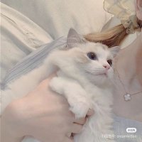 ⋆౨ৎ゚ (@nyan112918) 's Twitter Profile
