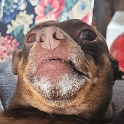 illustrator, motion graphics, Canadian, tired af all the time.
profile pic is the best sweet baby boi