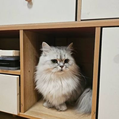 fulu666's profile picture. 喵喵喵喵喵喵喵喵喵喵喵喵喵喵喵喵喵喵喵喵喵喵喵喵