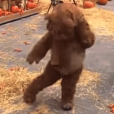 TheDancingEwok's profile picture. Just an Ewok who knows too much and not enough