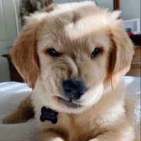 Dey (@mitchihyun) 's Twitter Profile
