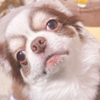 和椛ーほのかー (@su_zu_1987) 's Twitter Profile Photo 和椛ーほのかー (@su_zu_1987) 's Twitter Profile Photo