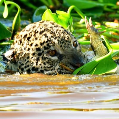 1AnnoyedJaguar's profile picture. 