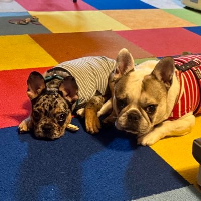 飼主 赤髪 Yukichi 🎩👓🃏 (@youbet5465) / X