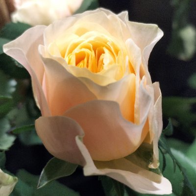 つぶやきを始めました。自分で体験して、良かったなーと思うものをのんびり、気が向くままに。おかげさまで知的財産管理技能検定3級に合格しました!!次は2級を目指します♪
【保有資格】FP2級、第一種衛生管理者、簿記2級、ビジネス実務法務検定2級、メンタルヘルスマネジメント検定Ⅰ・Ⅱ・Ⅲ種等
✖DM ✖エロ