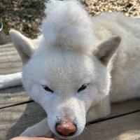 お刺身 (@20231207pen) 's Twitter Profile