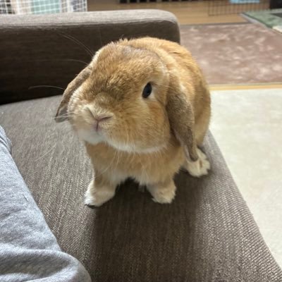 うさぎと格闘技とサウナが大好きです。 うに🐰2018.1.22〜 ぐり🐰2022.12.22〜 むぎ🐰2023.4.2〜 ここ🦎2022.12.1〜 まめ🐸2023.5.22