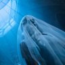 HausofRosaline's profile picture. Watch Lady Gaga in season 2 of Wednesday out now on Netflix