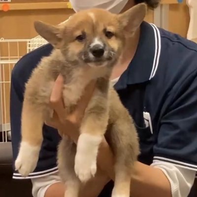 have_a_nice_dog's profile picture. シバーギー 父コーギー母柴犬 (6/21生8/30着)  先代犬のこともすこし