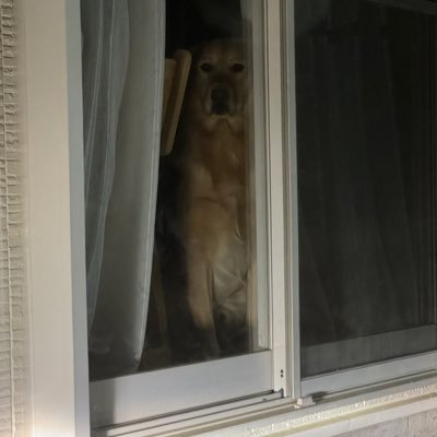 sakuraba12_17's profile picture. くだらないことつぶやく垢