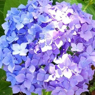 sugDx86h3s0mdHk's profile picture. 推しは推せる時に推せ。
メイン：🌈🕒en Ｎ、🔮最推し／🔗／🌊（jpも見る）
推しには、ただただ幸せに過ごしてほしい。
(※地雷多めのため自衛しています)
好き：🌊🔮／🔗🔮／👟🔮
見る：🐑🔮

成人済（20↑）(多分🐑よりは↑)
引きこもり(鍵)アカウント。
無言フォロー失礼しております🙇