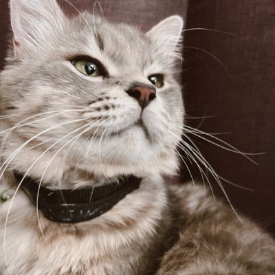 anastasyux's profile picture. hi!