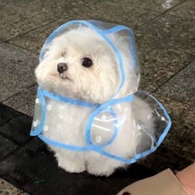 ⦿ Even dogs can confuse “us”.
⦿ Sharing dog Pics, Videos & Facts | Dm for credit/removal.