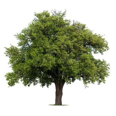 thank_u_nextttt's profile picture. .☘︎ ́˖ Wander to Wonder ᭄᭡ ͏ ͏ ͏