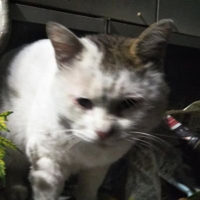 ガンダムで魂燃やす 万博の金で子どもの貧困どうにかしろ!世のバカ企画に辛え一撃! #ガンダム #反万博 #子どもの貧困」