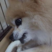 ポロ≒▽天保ろっく▽ (@tempo_rock) 's Twitter Profile Photo ポロ≒▽天保ろっく▽ (@tempo_rock) 's Twitter Profile Photo