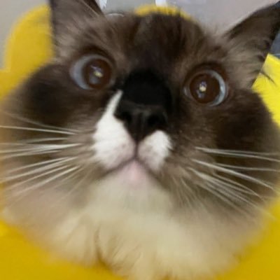 ねこめ🐾9/21東6ル50bさんのプロフィール画像
