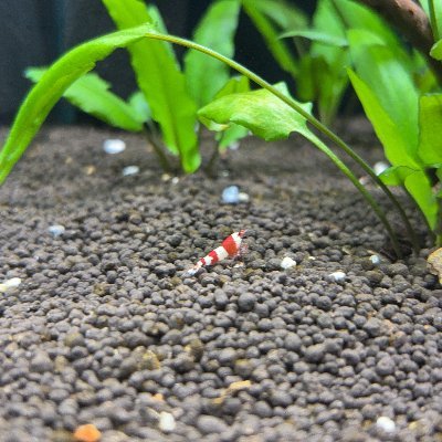 FPngvk2vc926444's profile picture. 30代半ば、Ｘ初心者。 趣味はPSトロフィー集め🏆Lv999カンスト済！/怪談を聞くことが楽しくて仕方ない