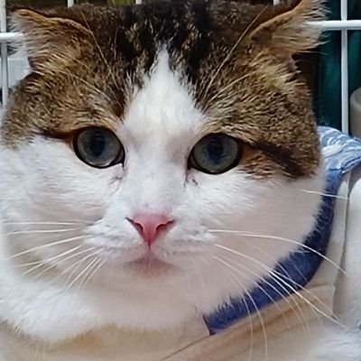 猫と暮らしてます。
長い生活の中で共に過ごしているので
人間と同等で遜色ない存在です。
のんびり穏やかな性格です。
ビビりなとこは自分と重なります。