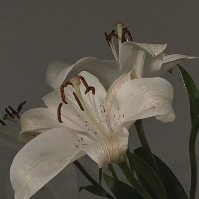 Livessunl's profile picture. نسمة، عزيزة هذه الروح