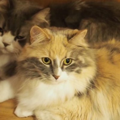 nyamuniwaka's profile picture. ケンティーを応援尊敬しています。 ジャニーズ(スタエン)のニワカです。20代女性です。ジャニオタのみなさんと繋がりたくて始めました！川﨑皇輝プロも好き！気軽に絡んでください😊(akbや過去のモー娘。も好きです