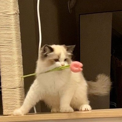 momihogushi25's profile picture. @nqrse @aranarumey_info