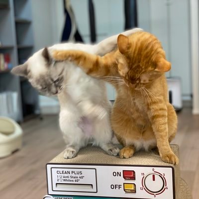 uzucatart's profile picture. にゃんずに素晴らしい猫生を！