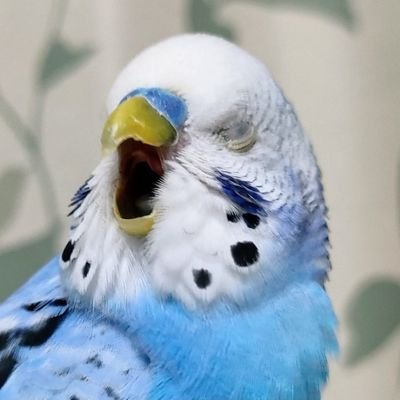ふらっと行きたい ふらっと生きたい
雑多アカ
生態観察大好き🦆🐝
セキセイインコ🦜チーコ♀ 2013.5〜2023.10.25 クー♂9歳
