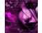 pati_tro's profile image