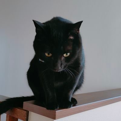 黒猫と映画をこよなく愛する人のサブカル垢
MTG→統率者 カウンターと毒好き
ウォーハンマー→AoS ナーグル