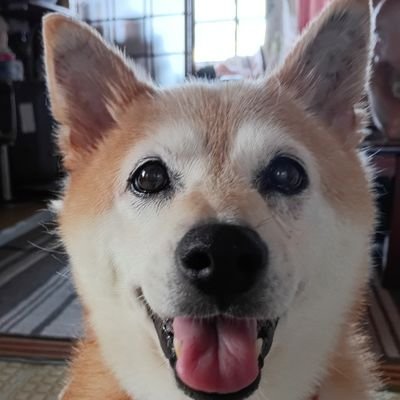 2011年3月11日金曜日午後6時
先代柴女子チャコさんがお空に旅立つ時に生まれ変わりのように生まれてきたまるこ
偶然、ネットで見つけられたの、だからまること家族になったは運命だと思う。
ツンデレまるこのことを主に呟きます。
エロ垢はブロック致します。
即リスト報告します。
